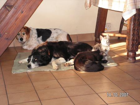 Mes b�tes sauvages.....